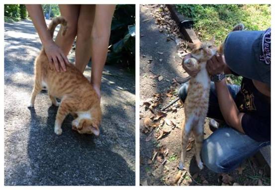 iphonexfaceid怎么用,iphonexfaceid更换