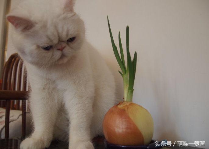 洋葱对宠物的危害,宠物洋葱中毒的急救措施