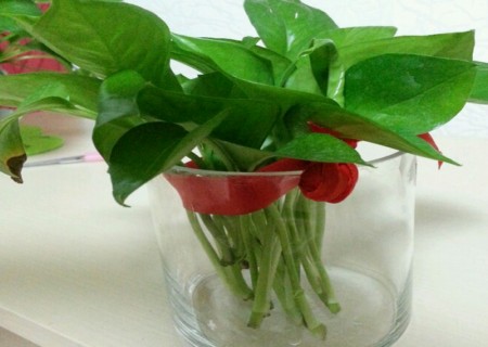 水培绿萝叶子发黄怎么办,水培绿萝烂根怎么办有什么好方法