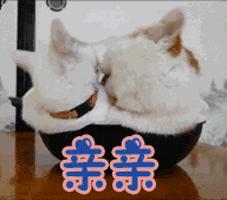 提升猫咪智商的玩具,提高猫咪的生活品质