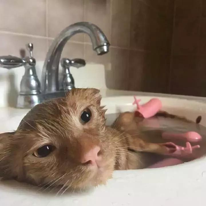 猫咪能用人的沐浴露给猫咪洗澡,猫帮猫咪洗澡