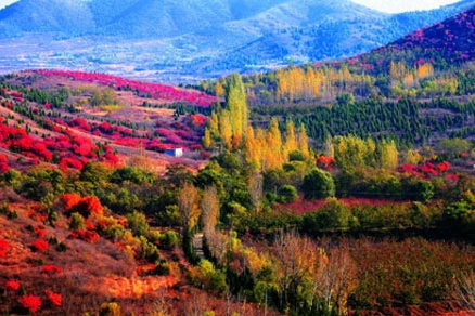 北京不容错过的赏花路线,北京香山红叶林观看最佳时间