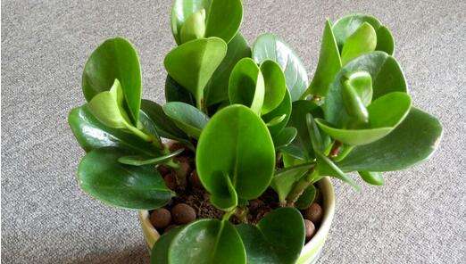 豆瓣绿叶子发黄怎么解决,豆瓣绿植浇水的正确方法