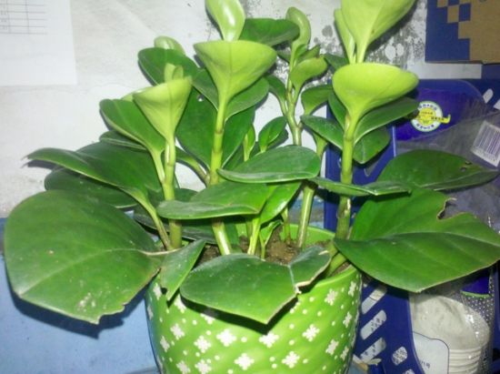 豆瓣绿叶子发黄怎么解决,豆瓣绿植浇水的正确方法