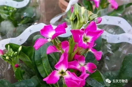 正宗的紫罗兰什么样,如何客观看待紫罗兰