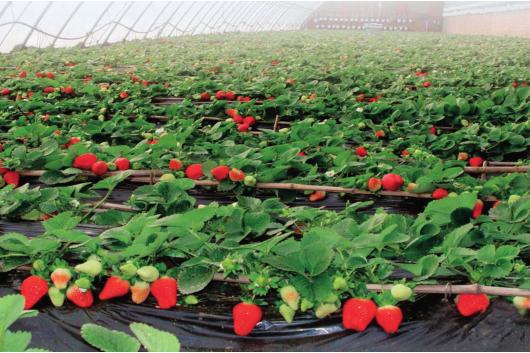 京郊采摘,秋天京郊采摘好去处