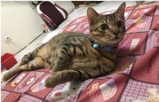 超爱头顶按摩！喵星人被主人按到眼神销魂，网友笑翻：晕了吧？