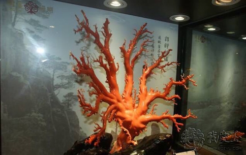 红珊瑚介绍,真正的红珊瑚是什么样的