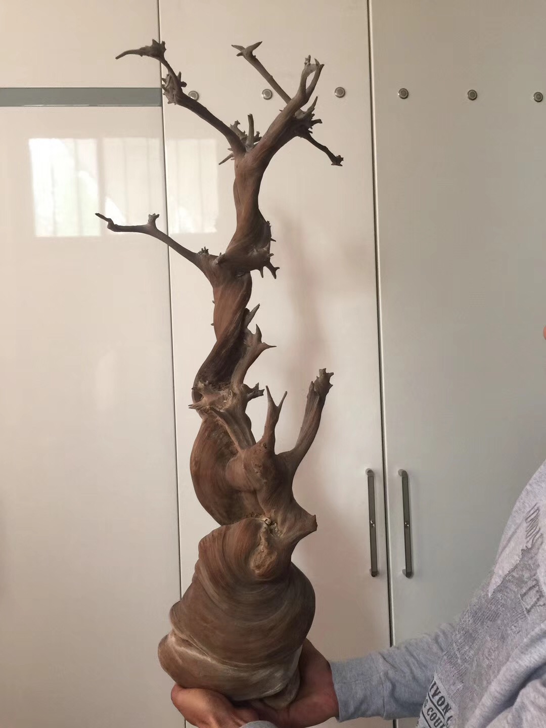 崖柏的正确玩法,崖柏的认识方法