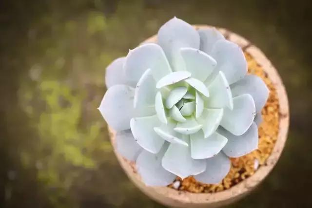 没时间出去玩养多肉,外出旅游多肉怎么办