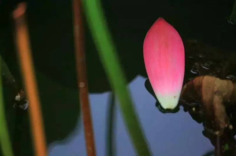 荷花依然淡淡香,走过四季荷花依然香下一句