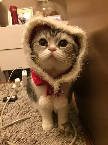 如小果专访：菲比和她家的肉丝！