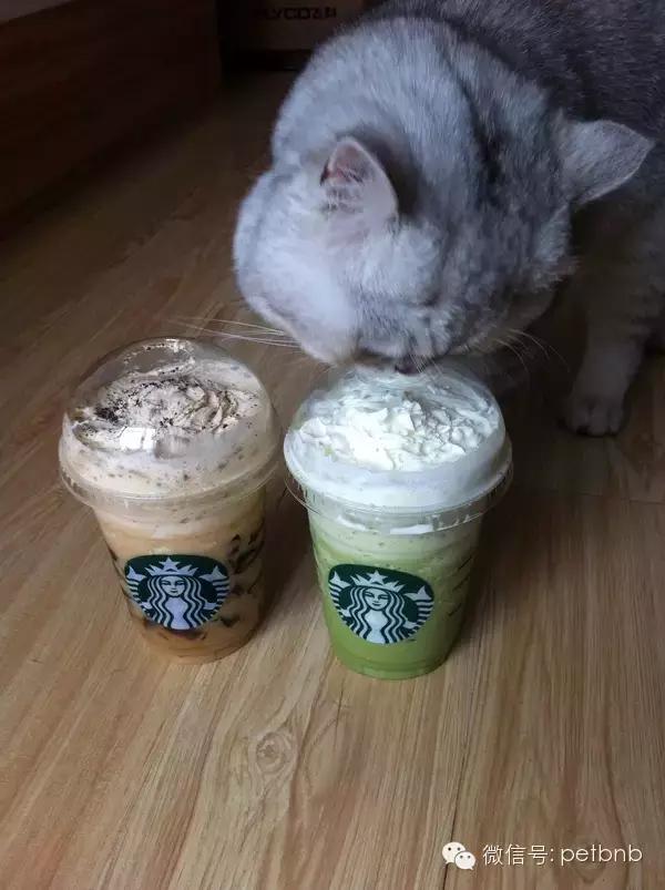 养一只吃货猫是怎样的体验,养一只贪吃的猫是什么感觉