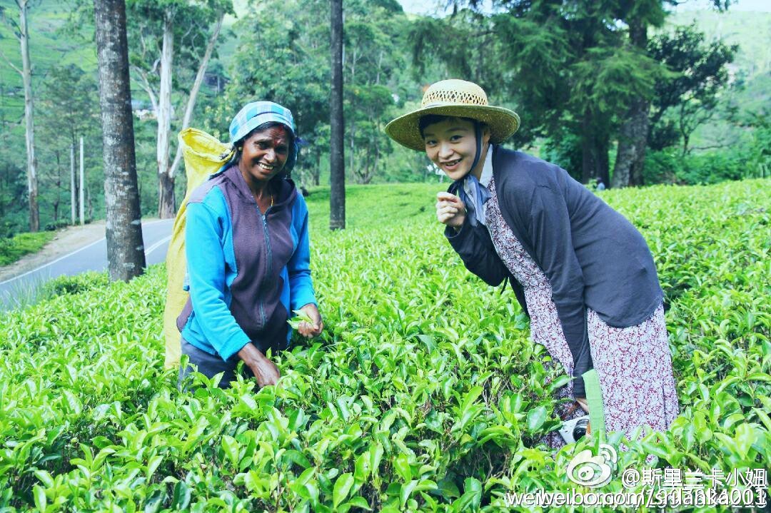 怎样选锡兰红茶,小白学茶的100个基础