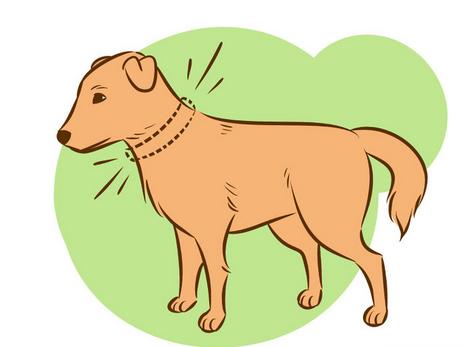 如何让陌生的狗狗喜欢自己,如何让刚到家的狗狗和自己亲近