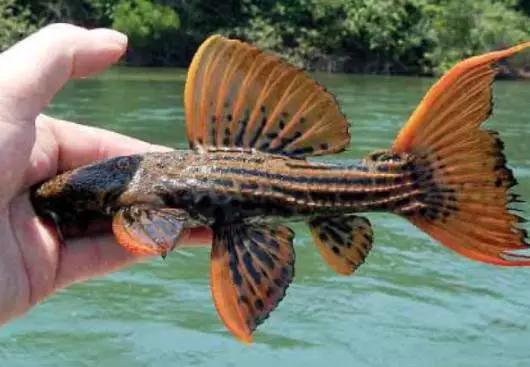 原生魟鱼,魟鱼原生