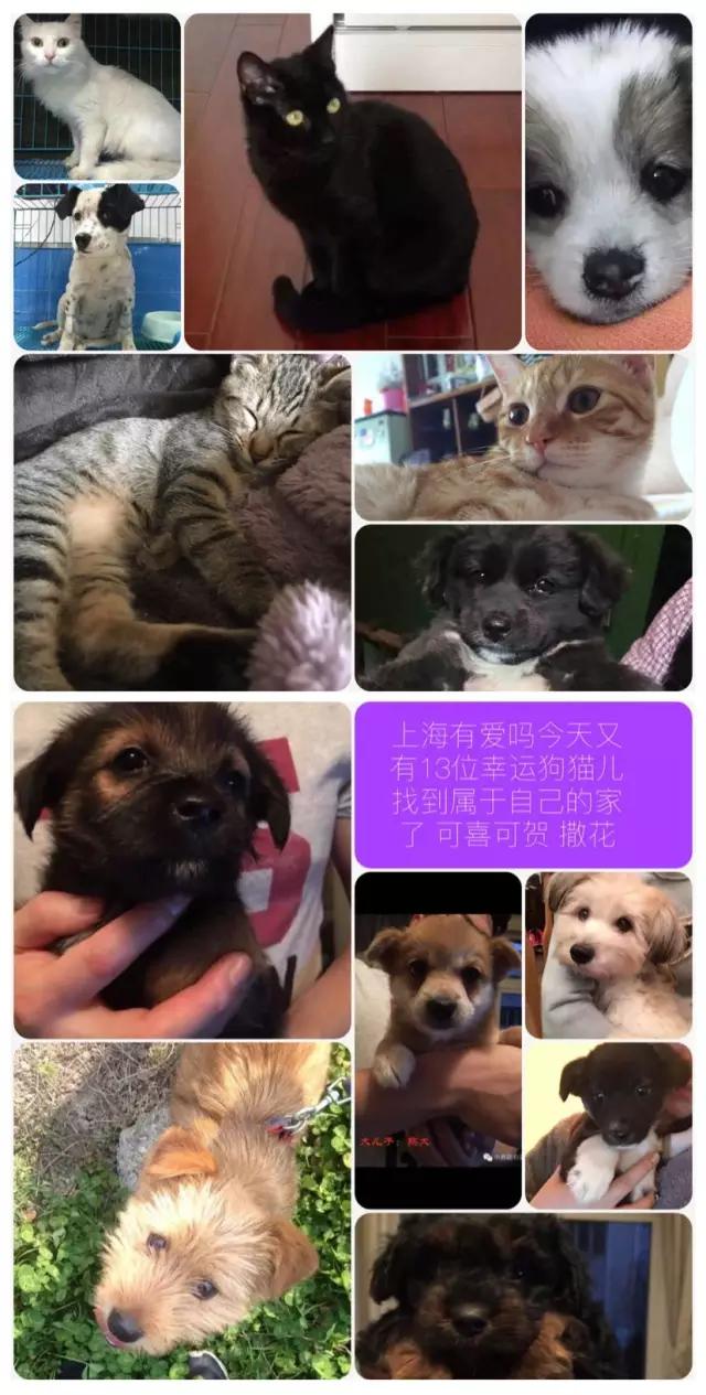 「3月上海领养」给流浪的它们一个温暖的家！