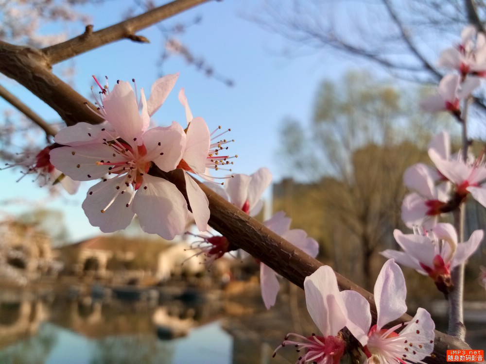 金立带天线的手机,金立s8枭龙