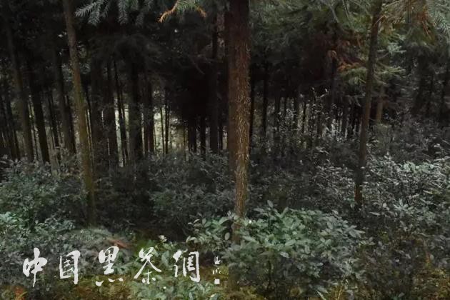 世博茶叶,中国十大世博名茶