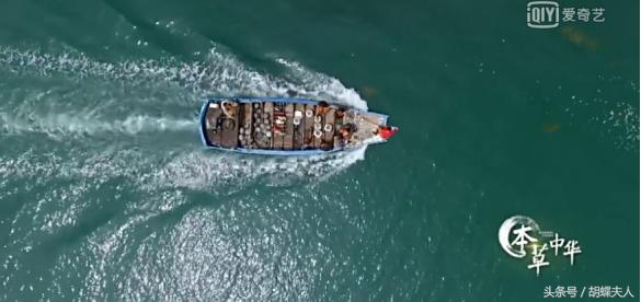 冬虫夏草？灵芝？枸杞？续断？《本草中华：相传》感受深情与传承