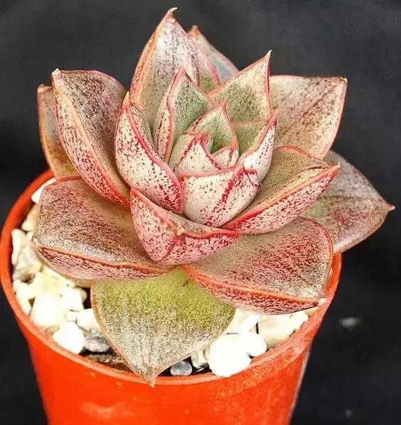 没时间出去玩养多肉,外出旅游多肉怎么办