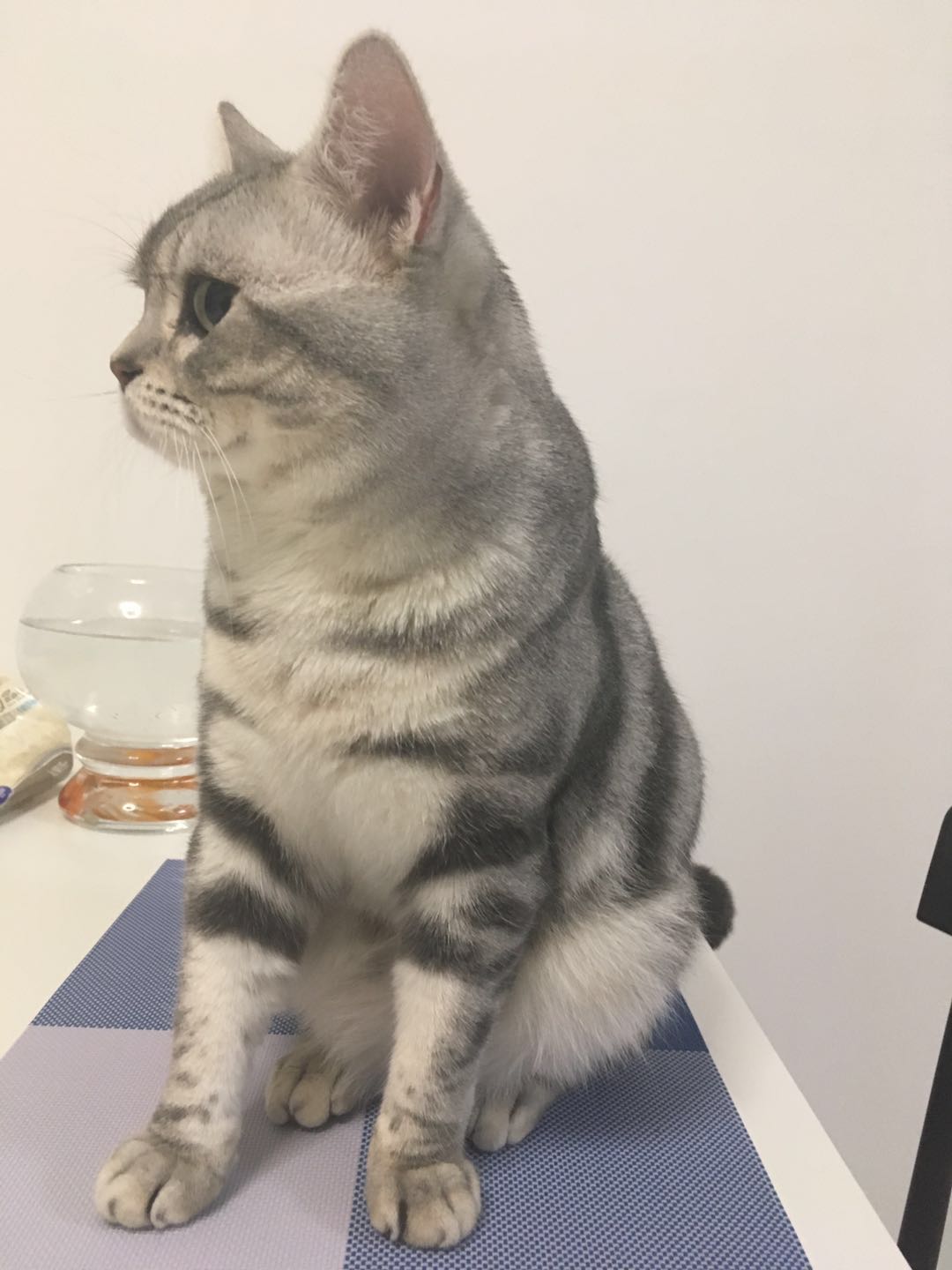 图便宜买的东西后悔,美短刚买回来