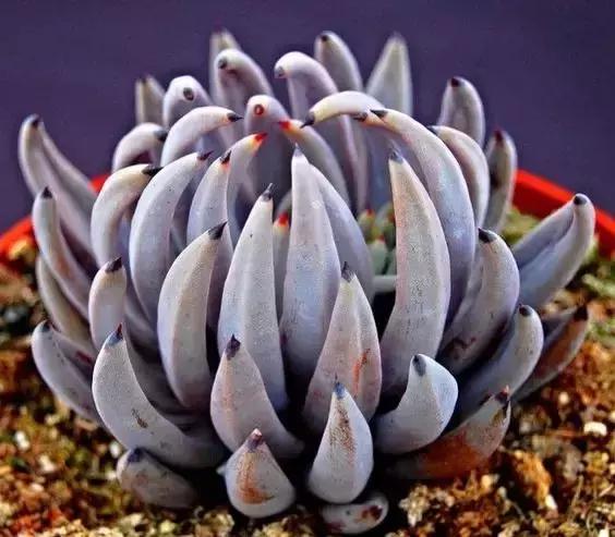 没时间出去玩养多肉,外出旅游多肉怎么办