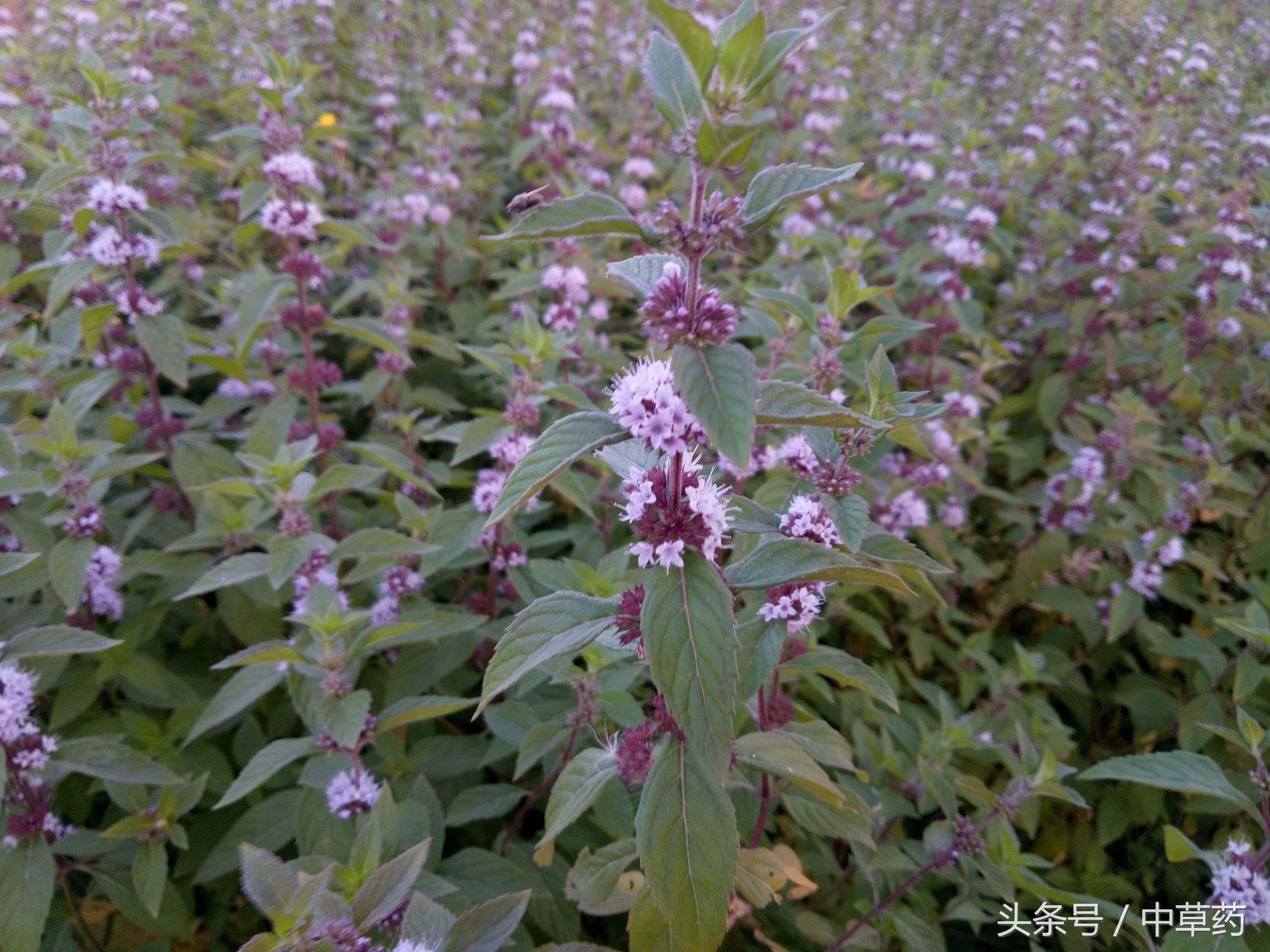 原来薄荷还有这样的用途,日常使用薄荷的好处都有哪几种