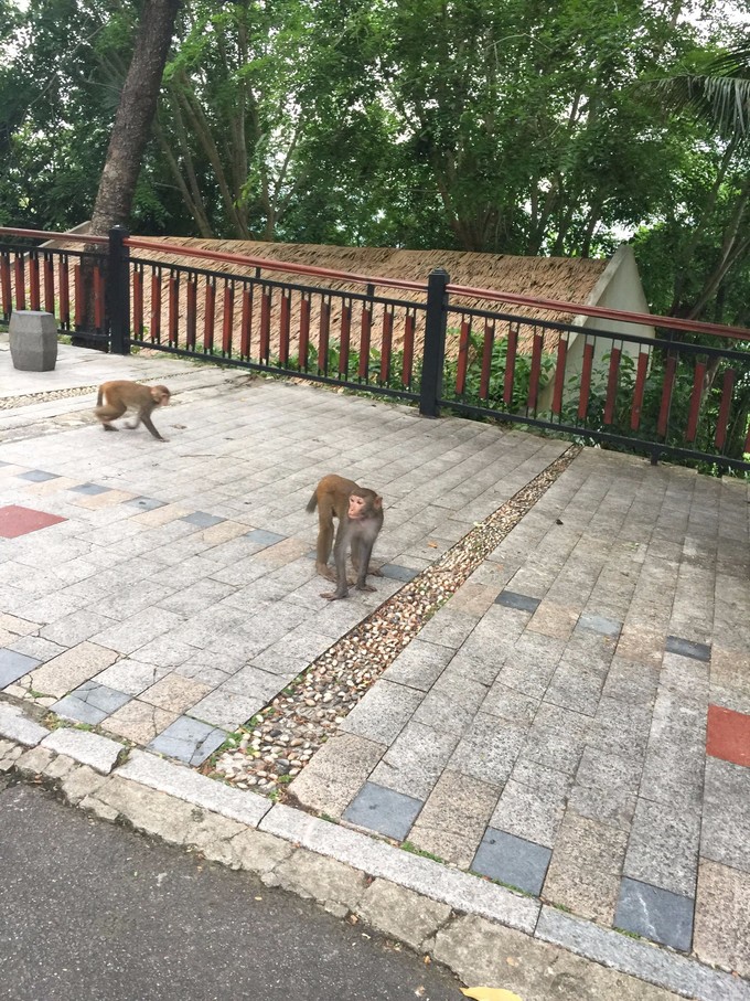 北纬十八度之三亚,北纬18度的旅行三亚游记