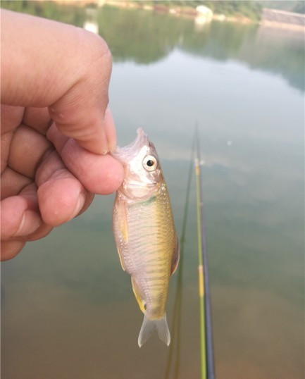 广西玉林钓土鲮鱼钓法,玉林钓土鲮的方法