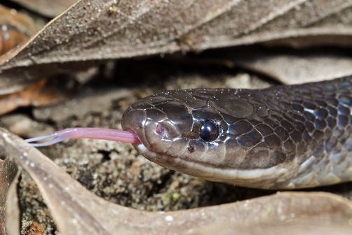 本是同根生，相煎何太急，三种吃蛇的蛇