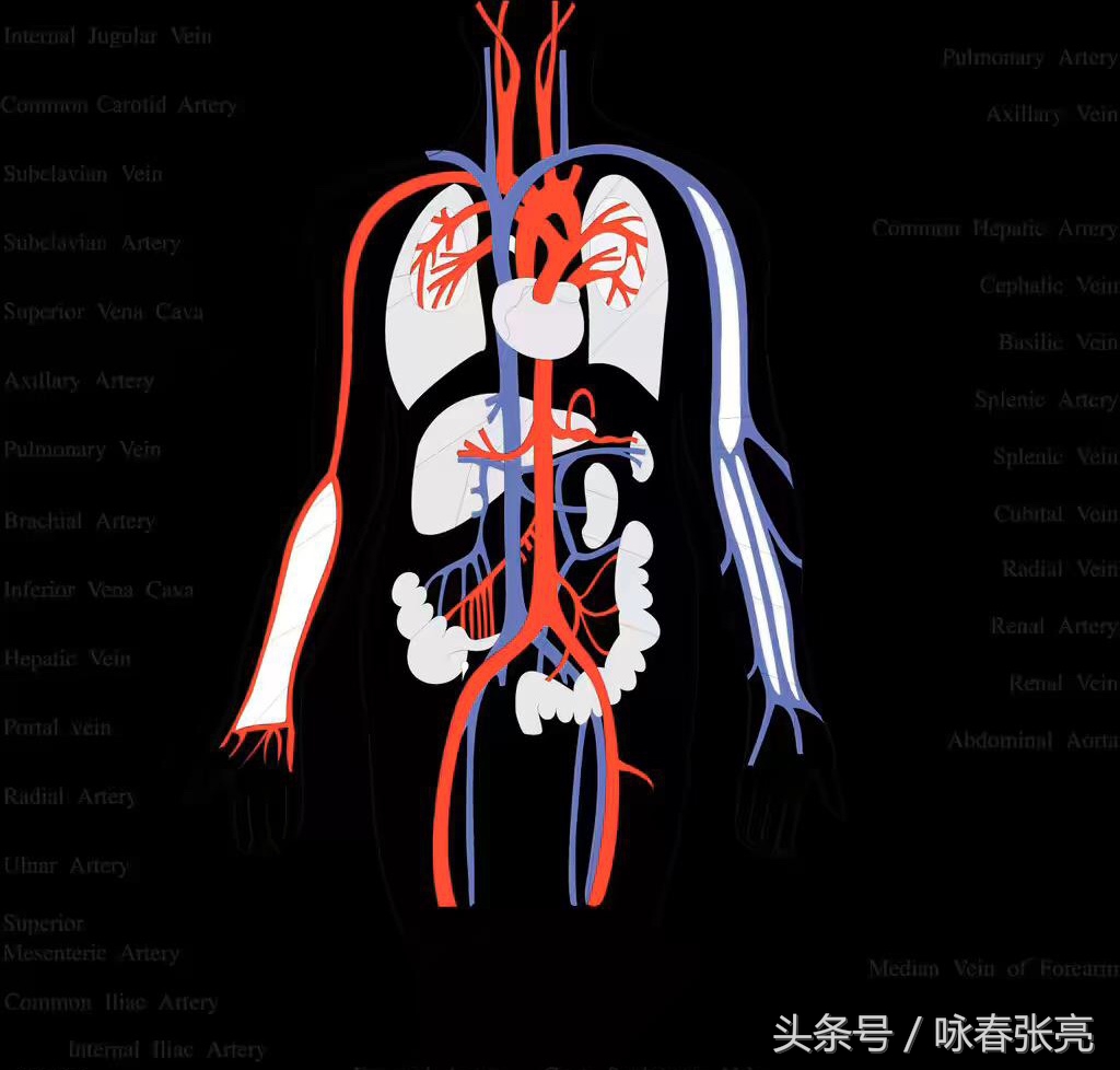 咏春拳十大杀招图解,咏春拳击打颈部招数