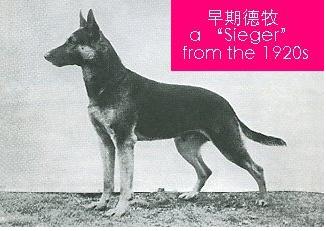 德牧血统信息查询,德牧血统一览表