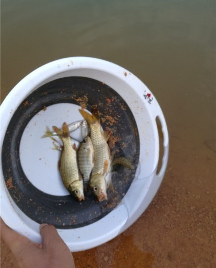 广西玉林钓土鲮鱼钓法,玉林钓土鲮的方法