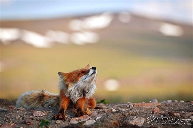 采矿工程师视频,采矿工程师拍摄的狐狸