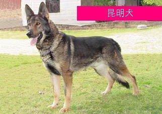 德牧血统信息查询,德牧血统一览表