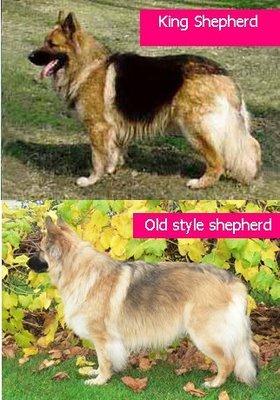 如何挑选一只纯双血统的德牧讲解,德牧血统信息查询