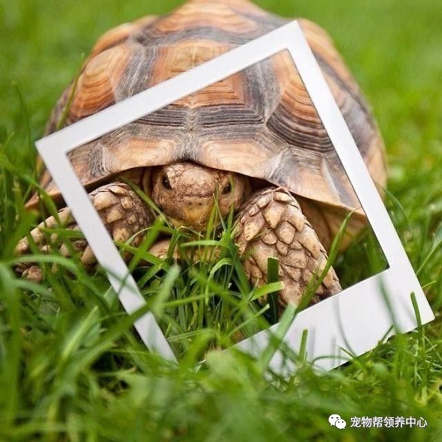 腭裂的狗,腭裂犬