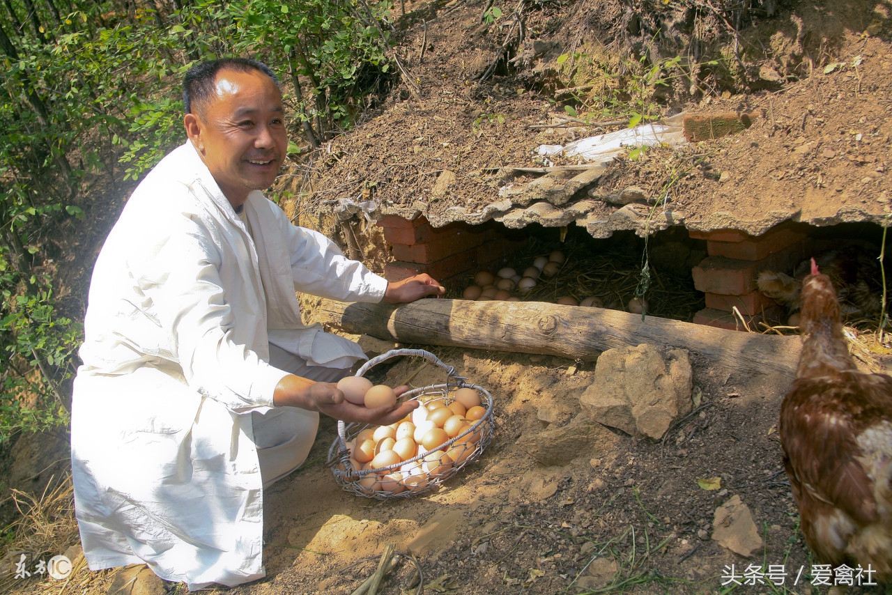 鸡蛋的十大品牌,十大最贵鸡蛋