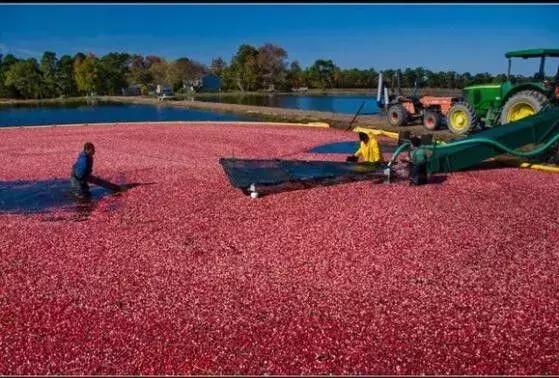蔓越莓背后的神秘传说,她是个有故事的水果