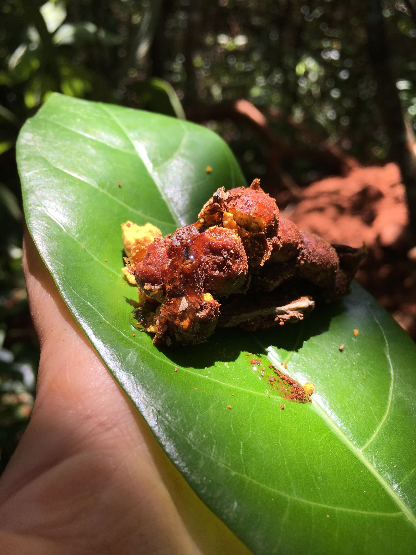 云南大山悬崖野蜂蜜,云南红河绿春大黑山野生蜂蜜