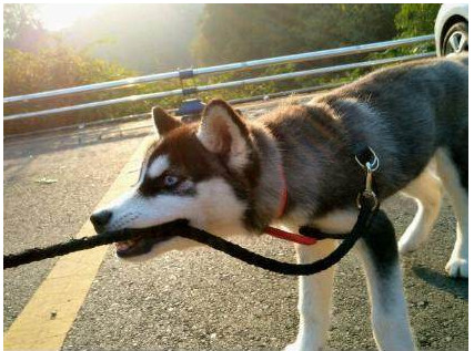 男子买了100只哈士奇,男子买了一只哈士奇