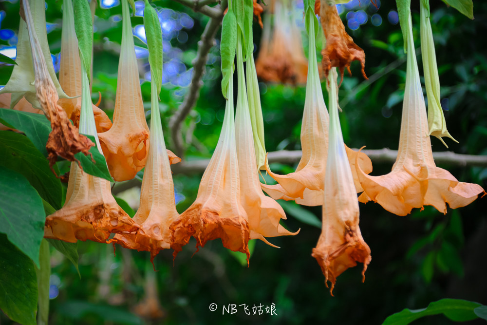 南通滨江公园亲子游,南通洲际绿博园有什么好玩的