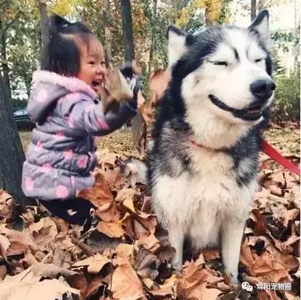 哈士奇怎么养才能养好,哈士奇怎么养才能养得很听话