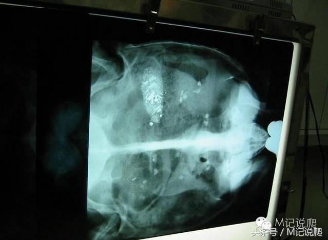 苏卡达陆龟乌龟卡脖子,苏卡达陆龟下颚裂开