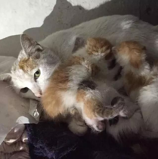 上海市领养流浪动物的地方在哪里,上海市领养小猫的地方