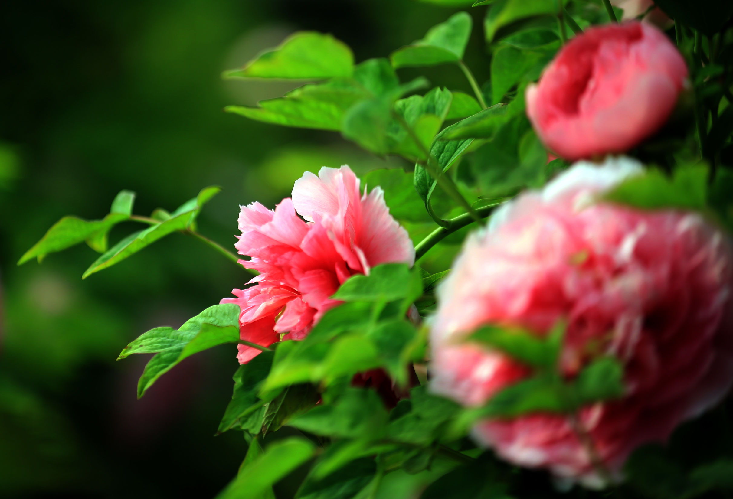 洛阳龙门牡丹园最美牡丹,洛阳国家牡丹园最独特的牡丹