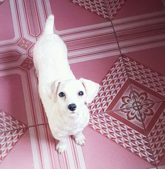 一天要出差，捡回的狗可怜巴巴望着我，竟做出的让我震惊的举动！