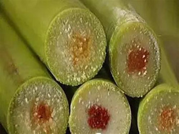 生病水果能吃吗,带伤能吃鱼吗