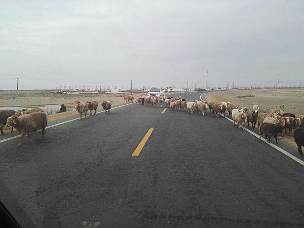 两位60岁老人去旅游,60后老俩口自驾穿越罗布泊无人区